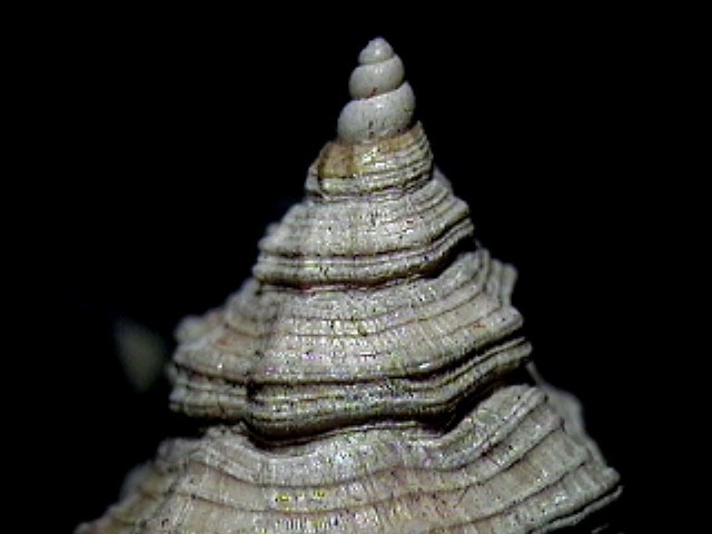 Cymatium doderleni (D''Ancona, 1872)  Pliocene - Pietrafitta